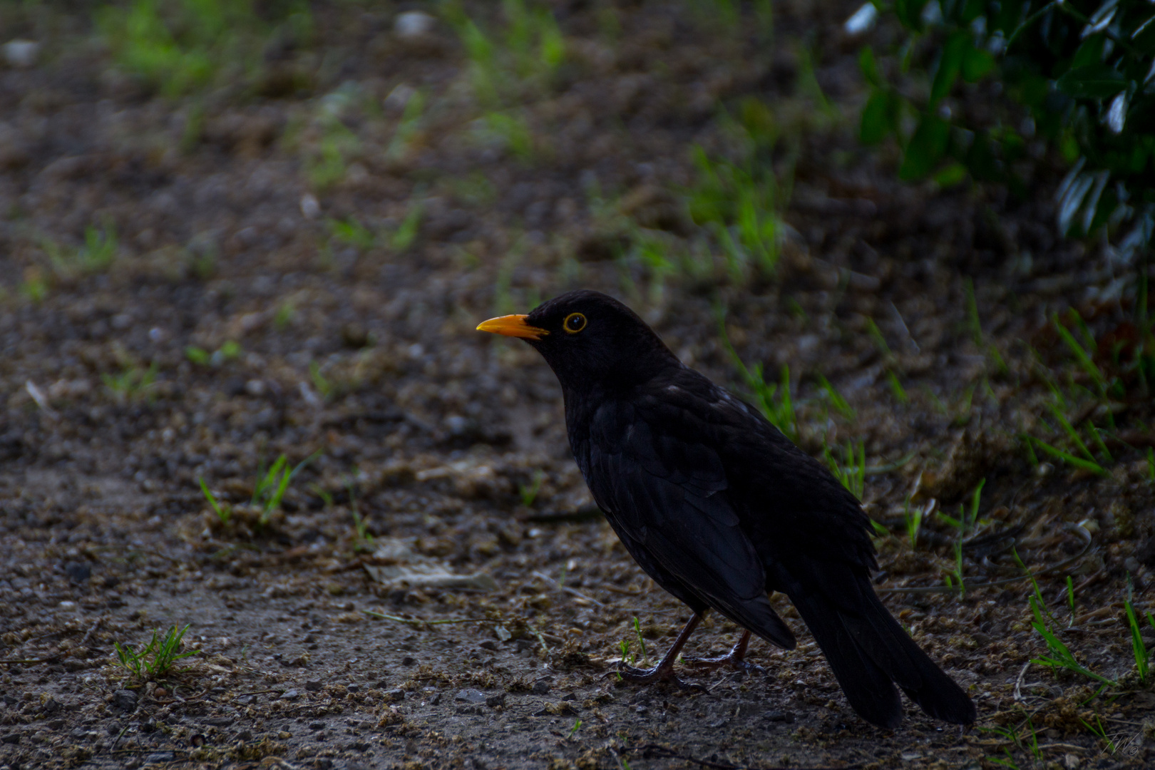 Amsel