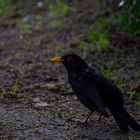 Amsel