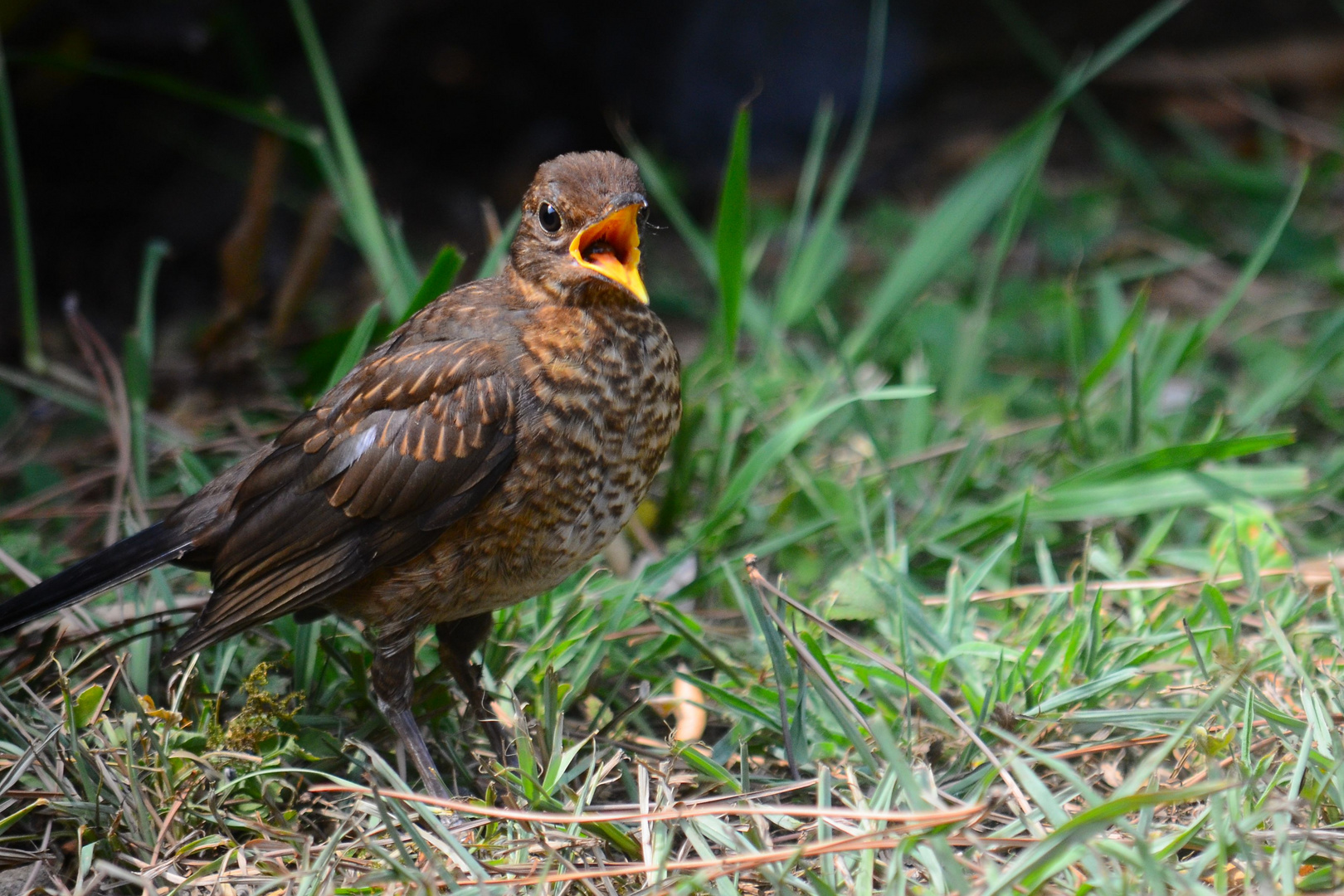 Amsel