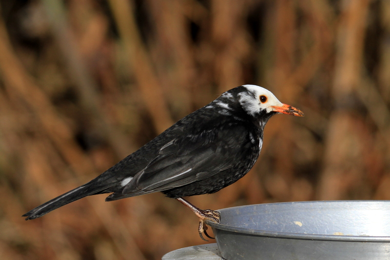 Amsel Foto & Bild tiere, wildlife, wild lebende vögel Bilder auf