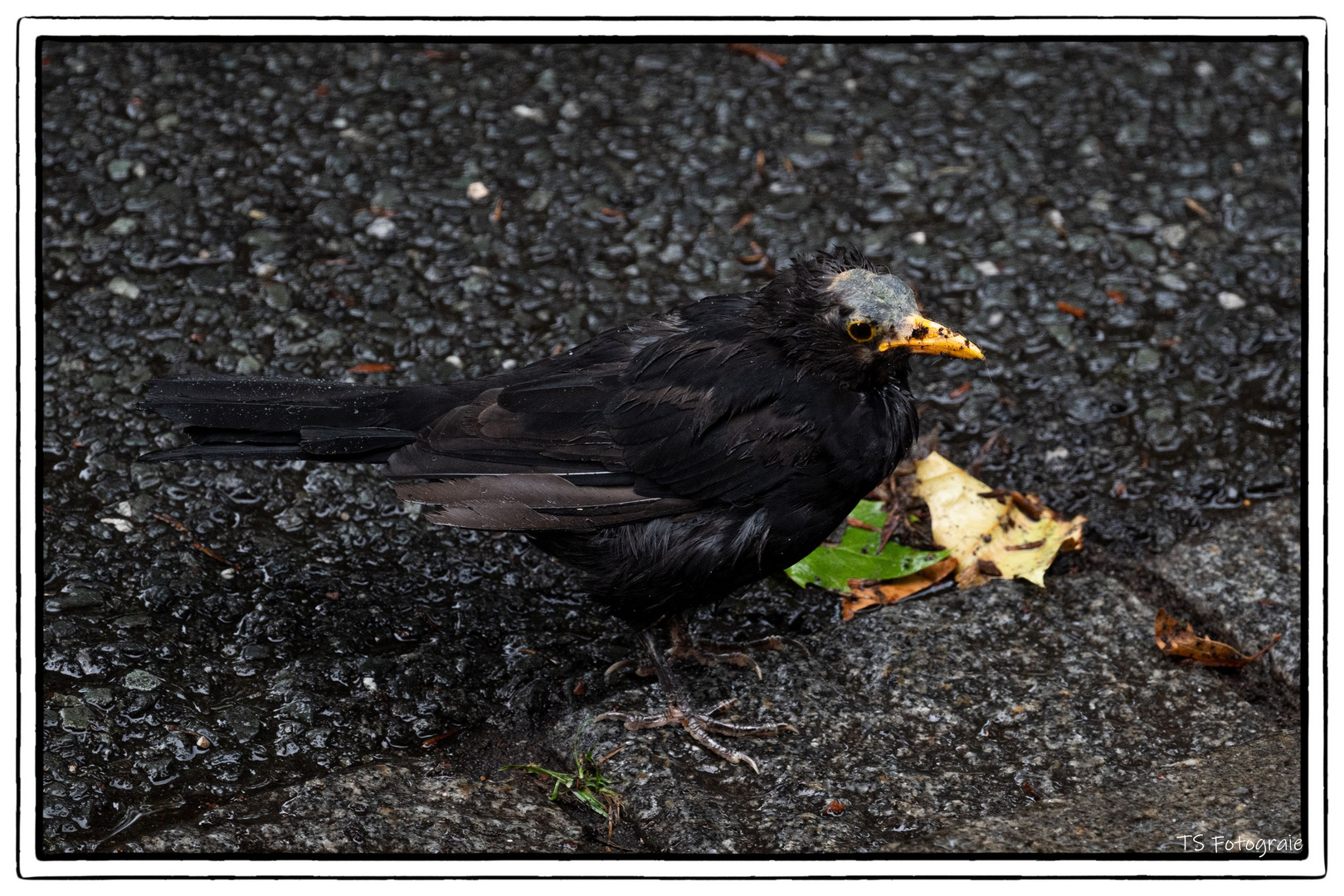 Amsel