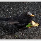 Amsel