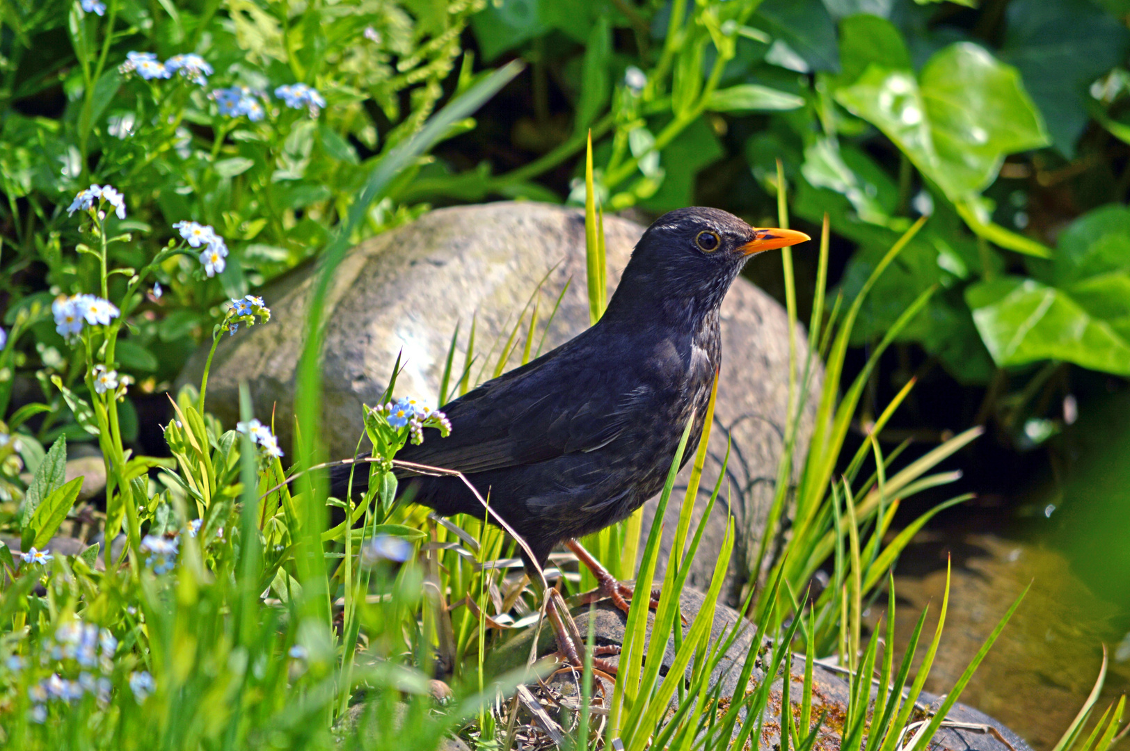 Amsel