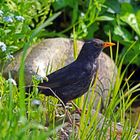 Amsel