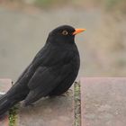 Amsel