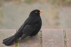 Amsel