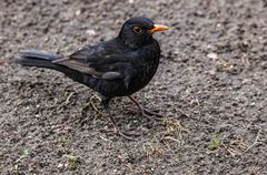 Amsel 