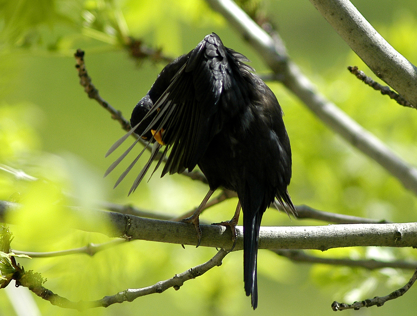 Amsel