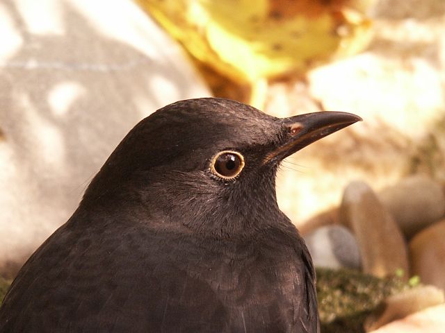 amsel