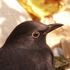 amsel