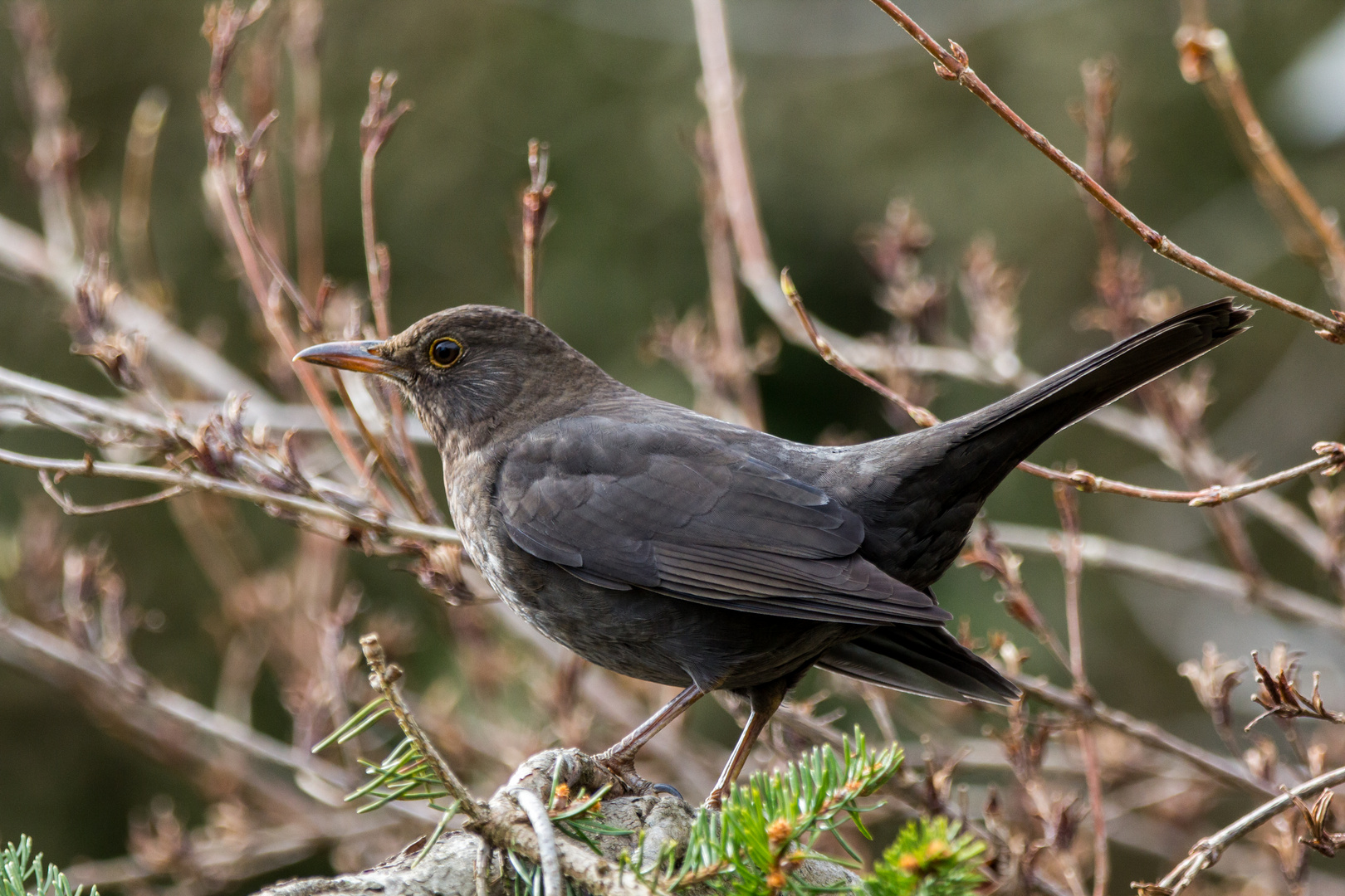 Amsel