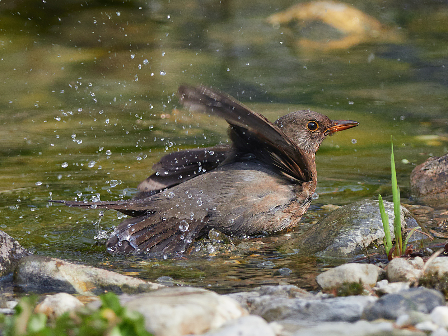 Amsel