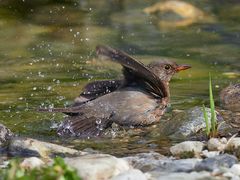 Amsel