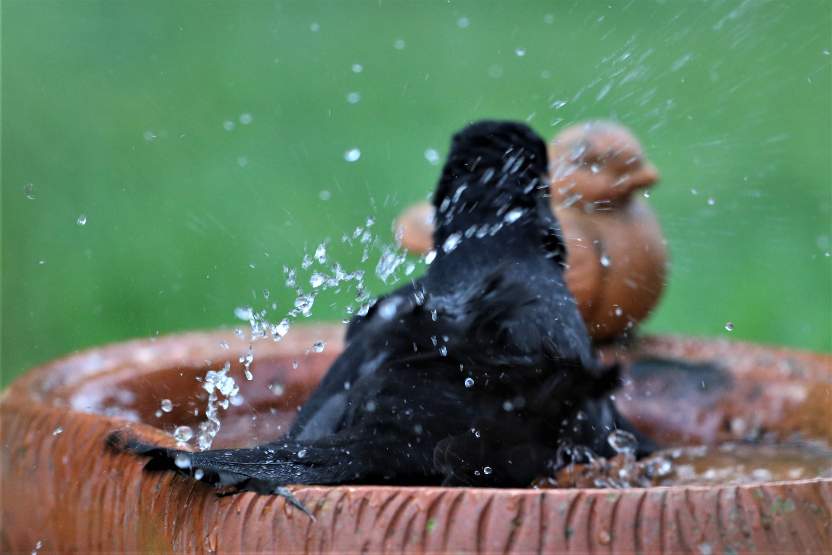 Amsel