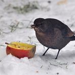 Amsel