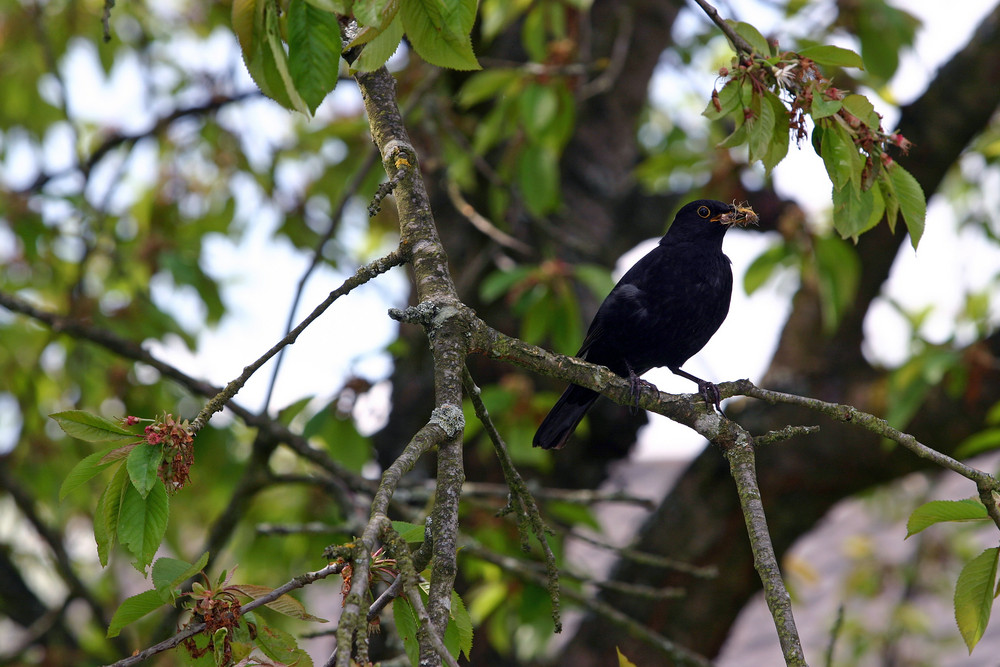 Amsel