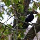 Amsel