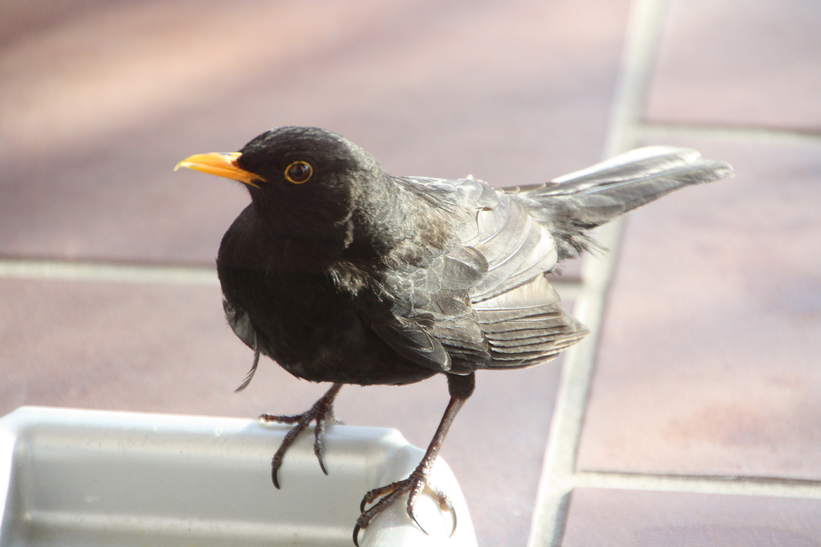 Amsel