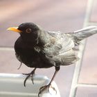 Amsel