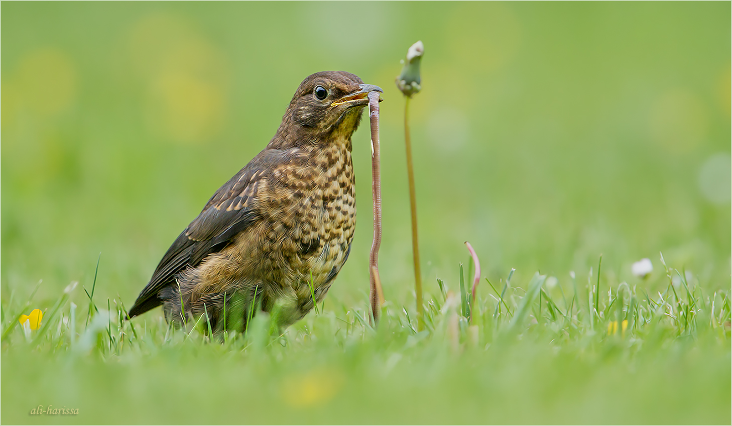 Amsel