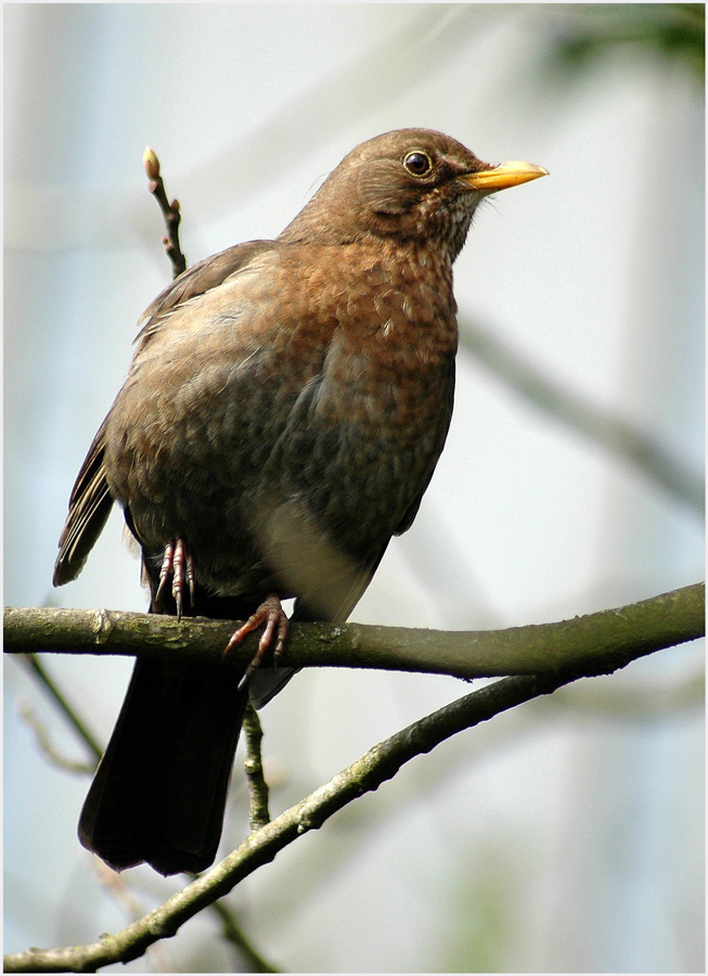 Amsel