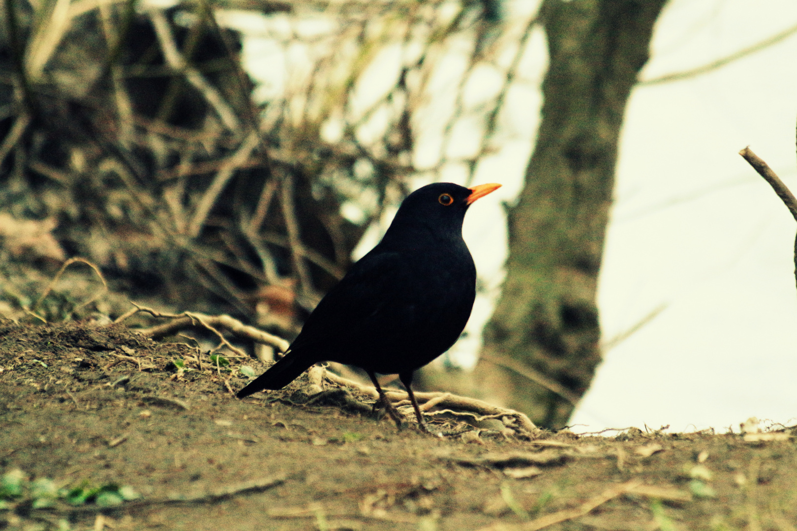 Amsel