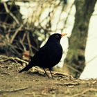 Amsel