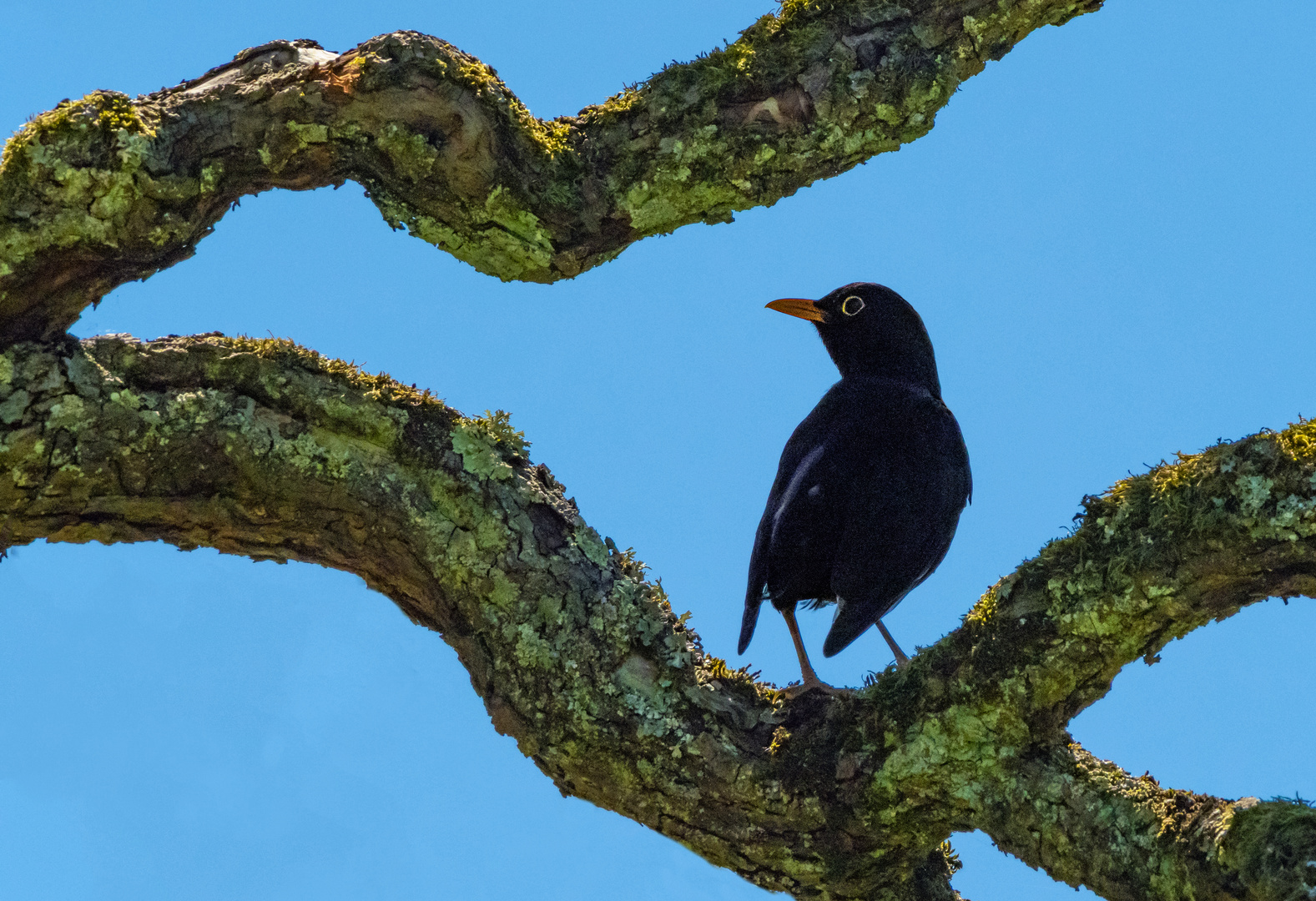 Amsel