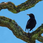 Amsel