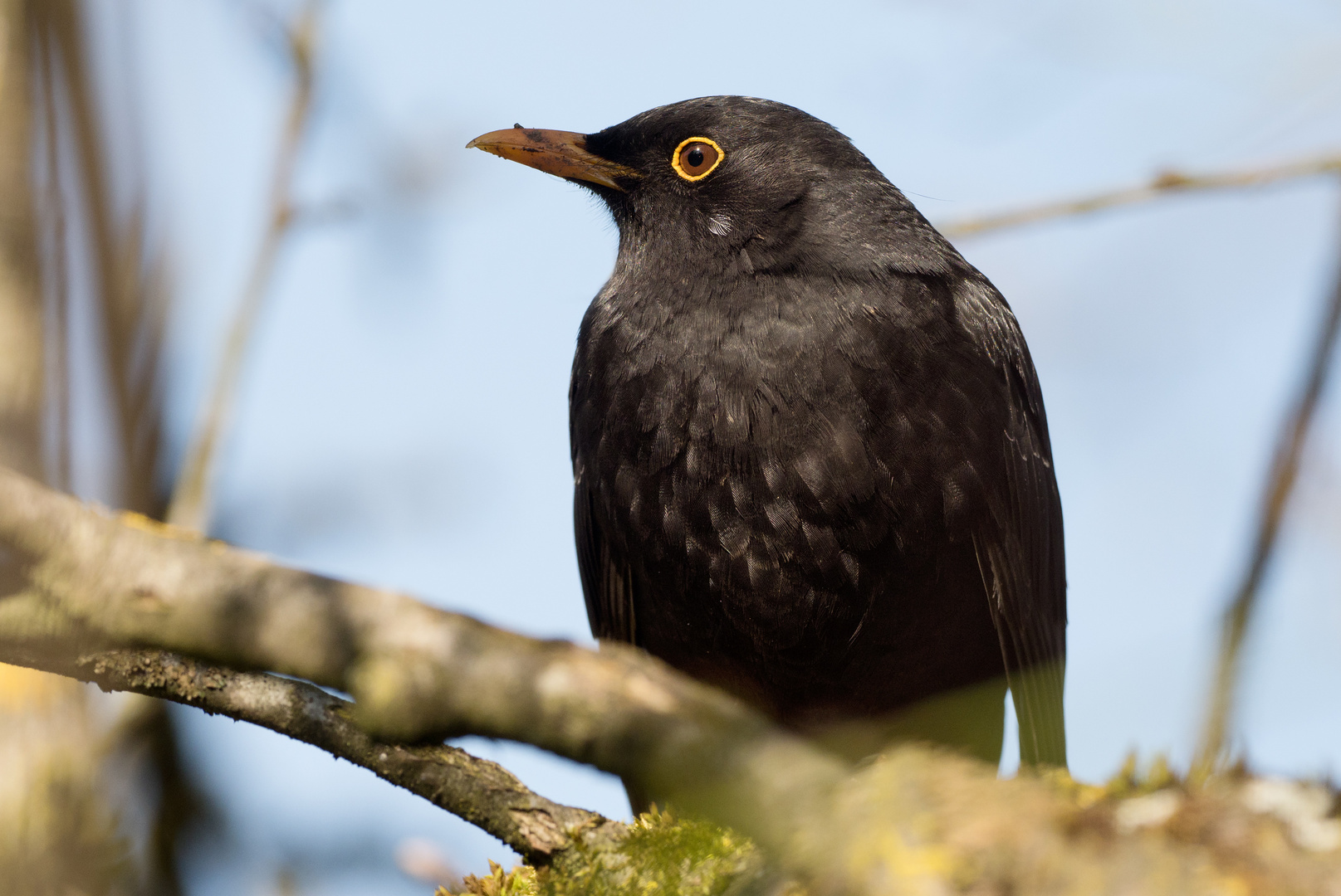 Amsel