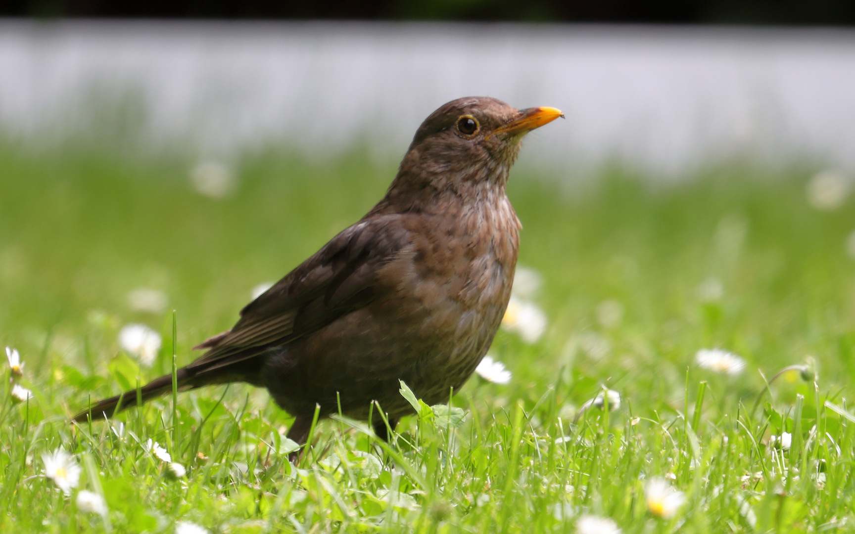 Amsel