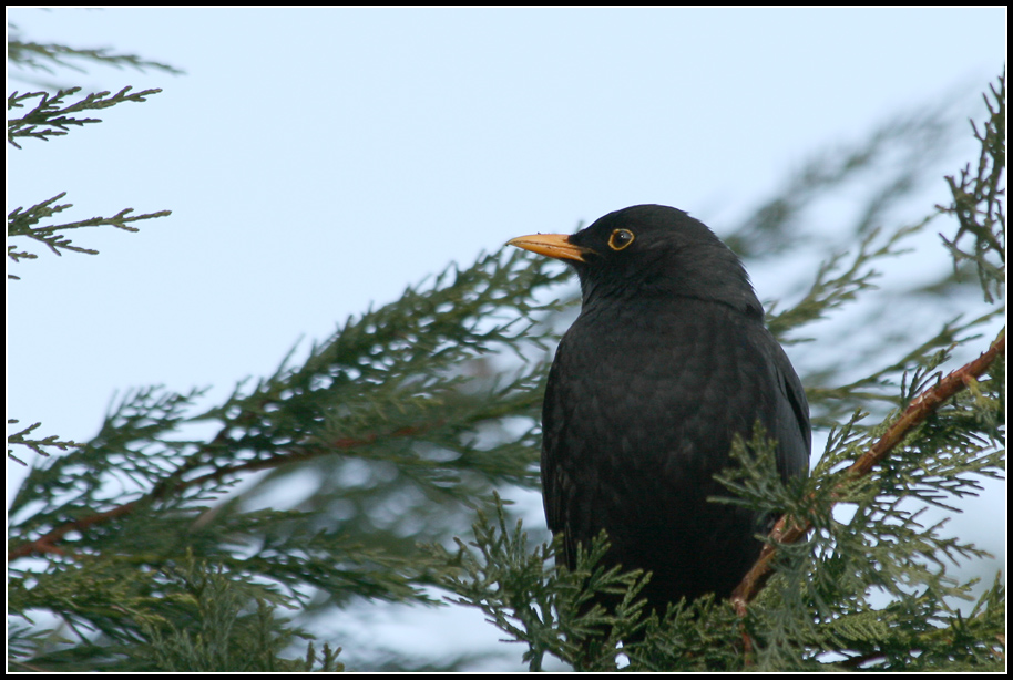 Amsel