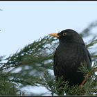 Amsel