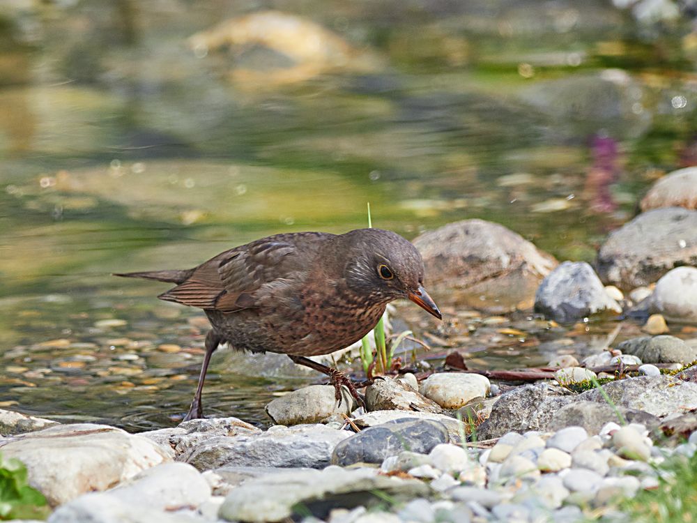 Amsel