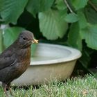 Amsel.