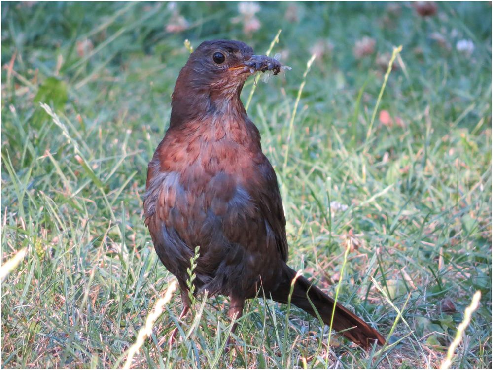 Amsel