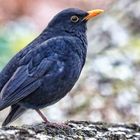 Amsel