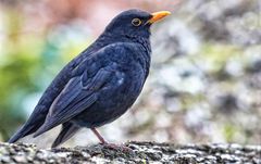 Amsel