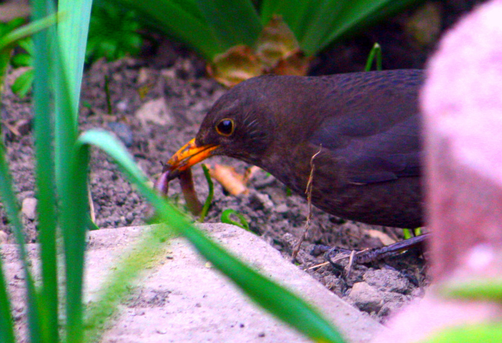 Amsel