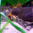 Amsel