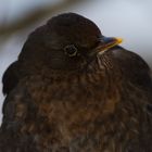 Amsel