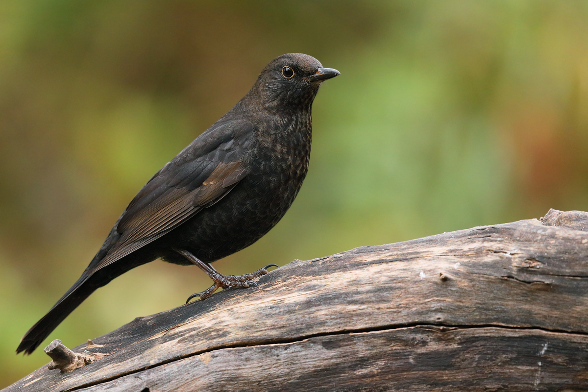 Amsel