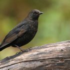 Amsel