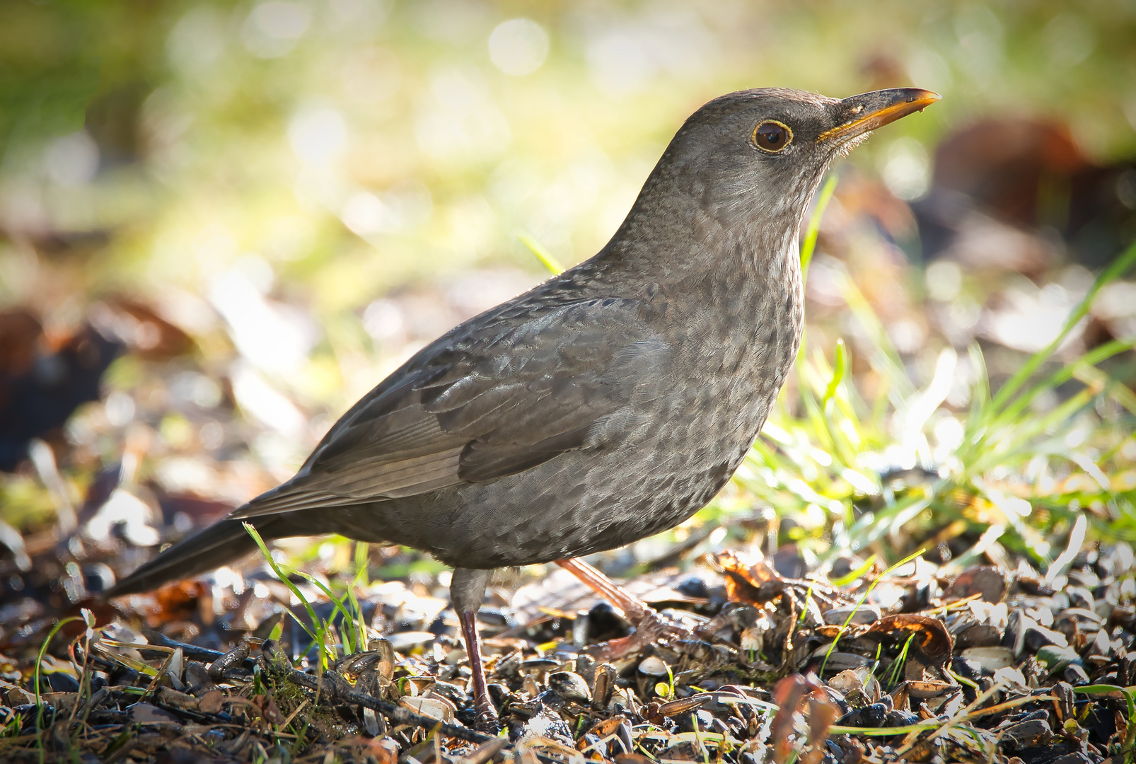 Amsel