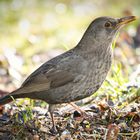 Amsel