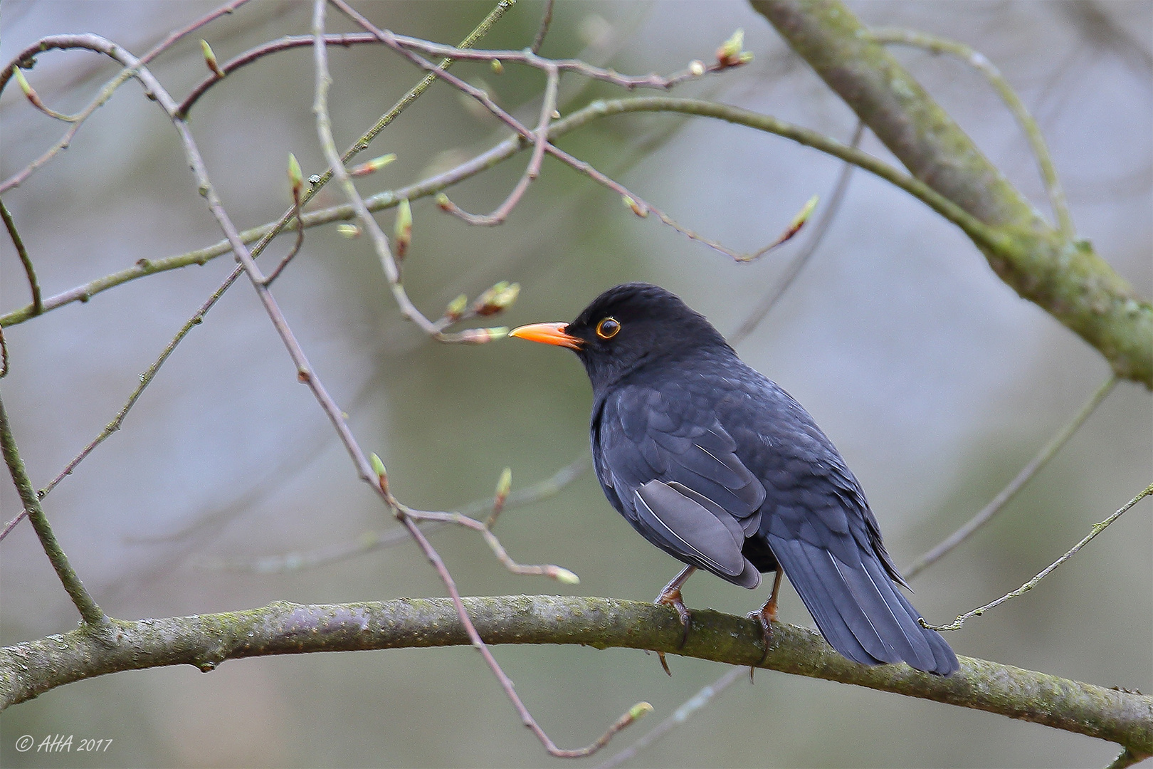 Amsel