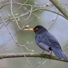 Amsel