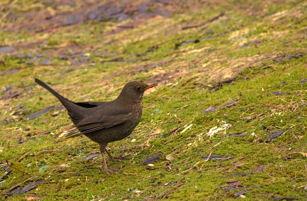 Amsel