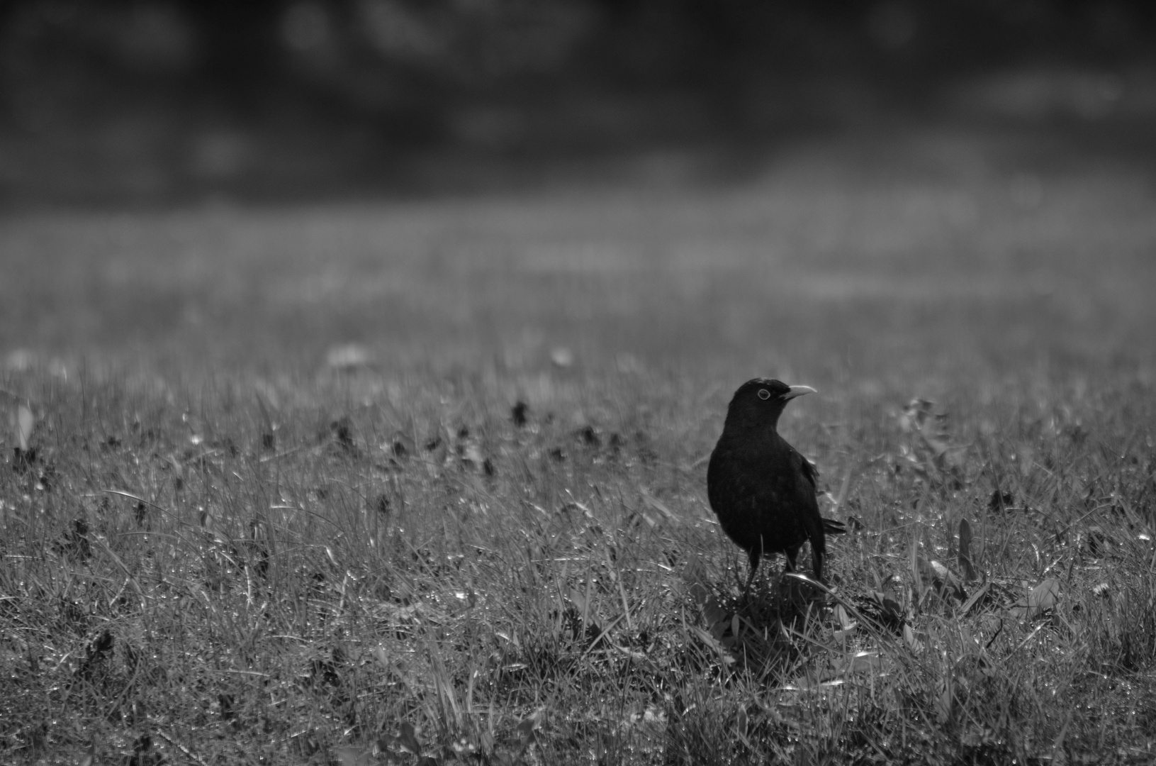 Amsel