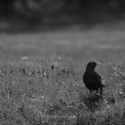 Amsel